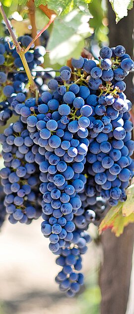 purple-grapes-553464